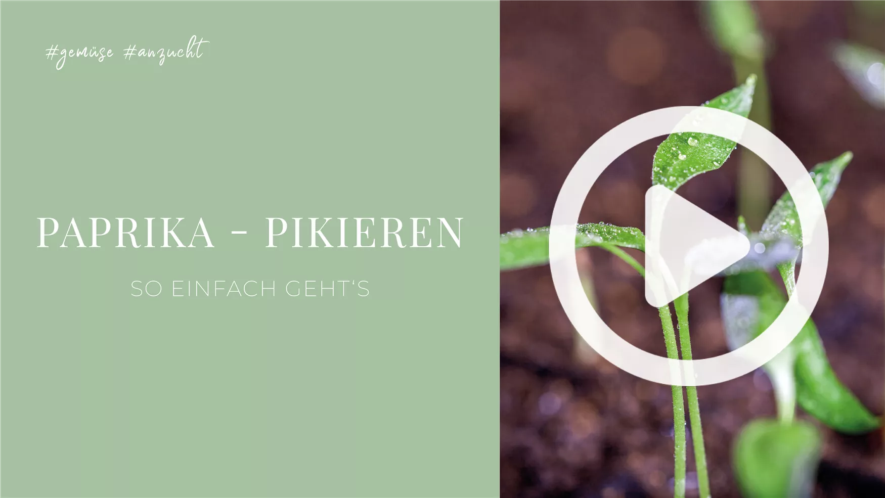 Paprika - Pikieren