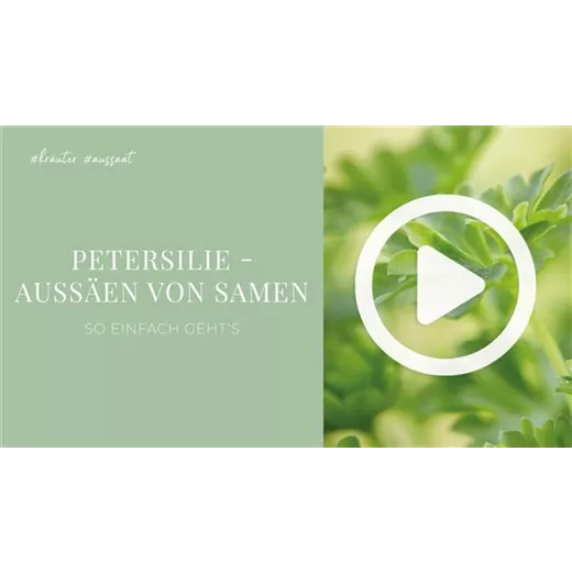 Petersilie - Aussäen von Samen Petersilie - Aussäen von Samen