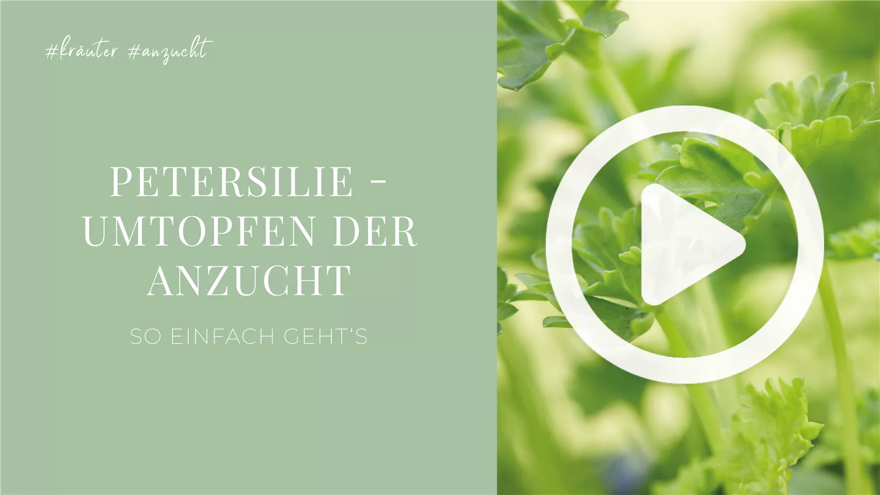 Petersilie - Umtopfen der Anzucht Petersilie - Umtopfen der Anzucht