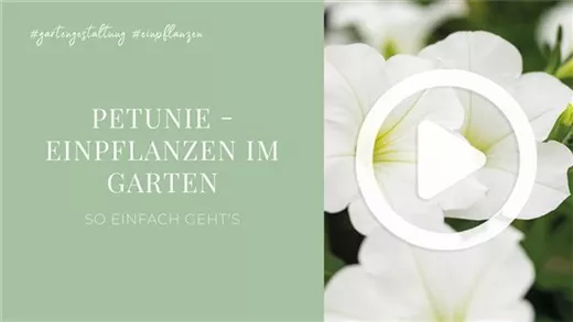 Petunie - Einpflanzen im Garten