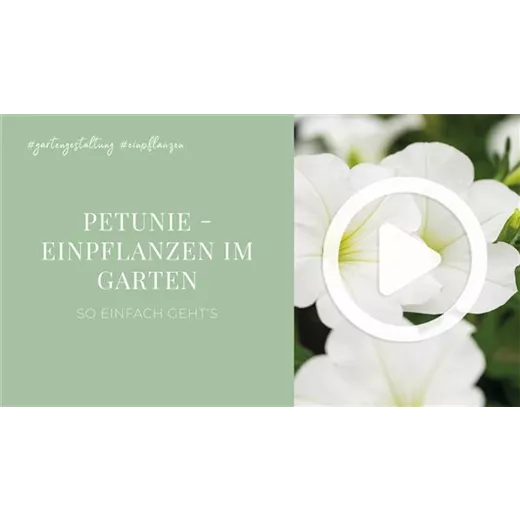 Petunie - Einpflanzen im Garten
