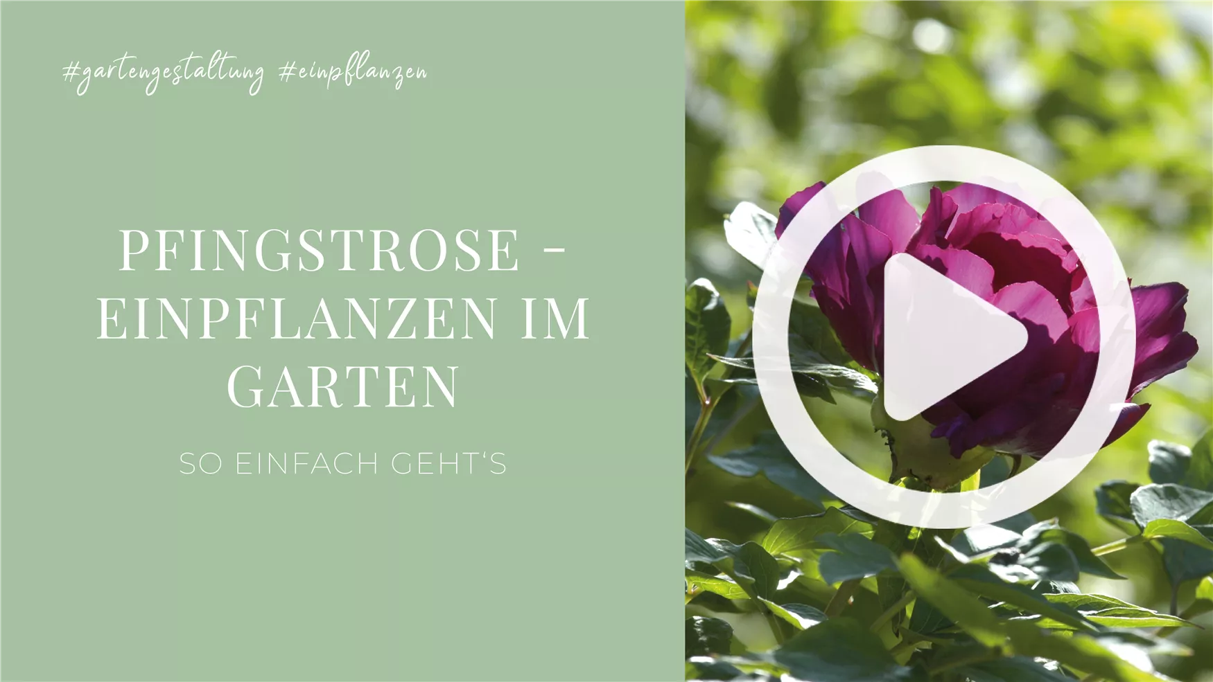 Pfingstrose - Einpflanzen im Garten Pfingstrose - Einpflanzen im Garten