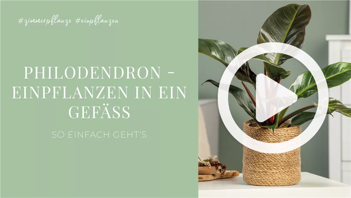Philodendron - Einpflanzen in ein Gef