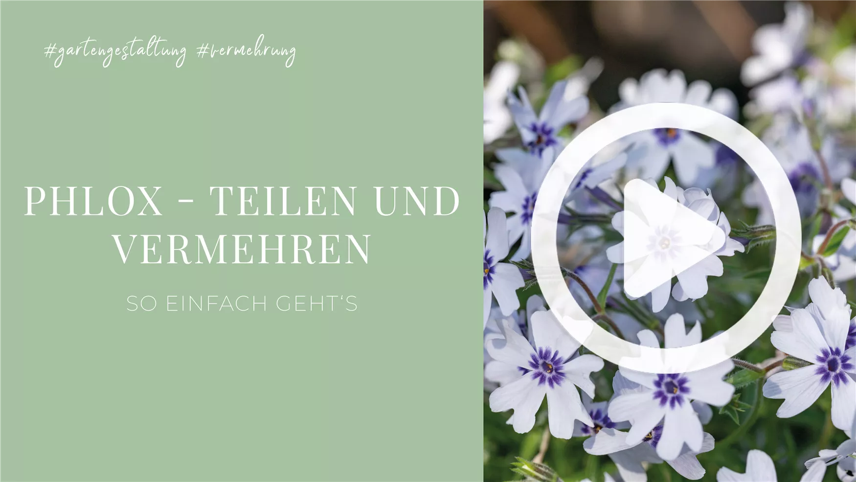 Phlox - Teilen und Vermehren Phlox - Teilen und Vermehren