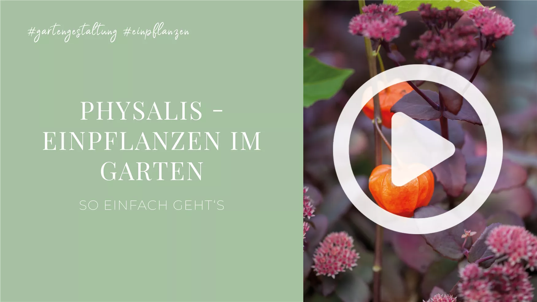 Physalis - Einpflanzen im Garten Physalis - Einpflanzen im Garten