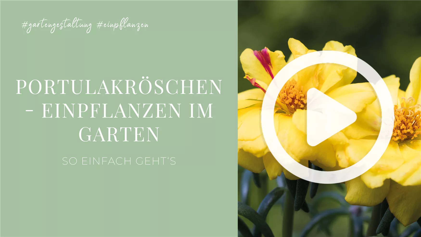 Portulakröschen - Einpflanzen im Garten Portulakröschen - Einpflanzen im Garten