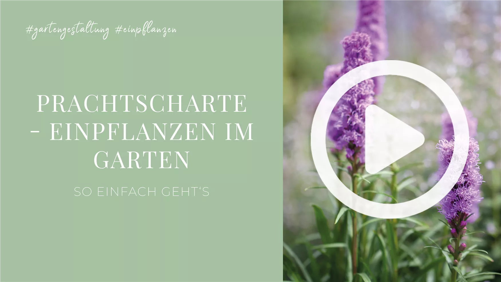 Prachtscharte - Einpflanzen im Garten Prachtscharte - Einpflanzen im Garten
