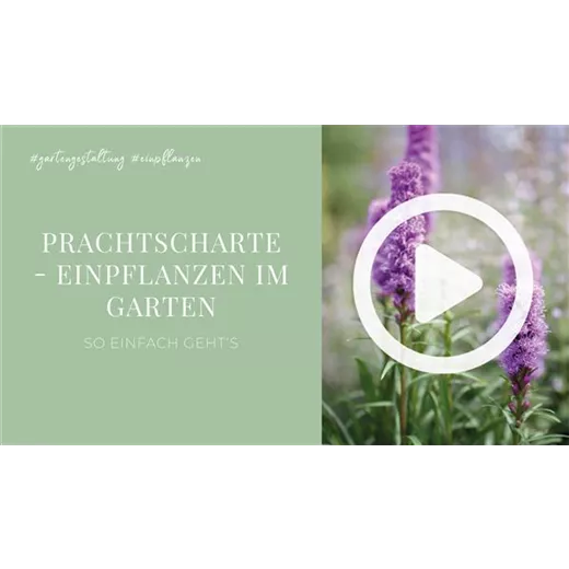 Prachtscharte - Einpflanzen im Garten Prachtscharte - Einpflanzen im Garten