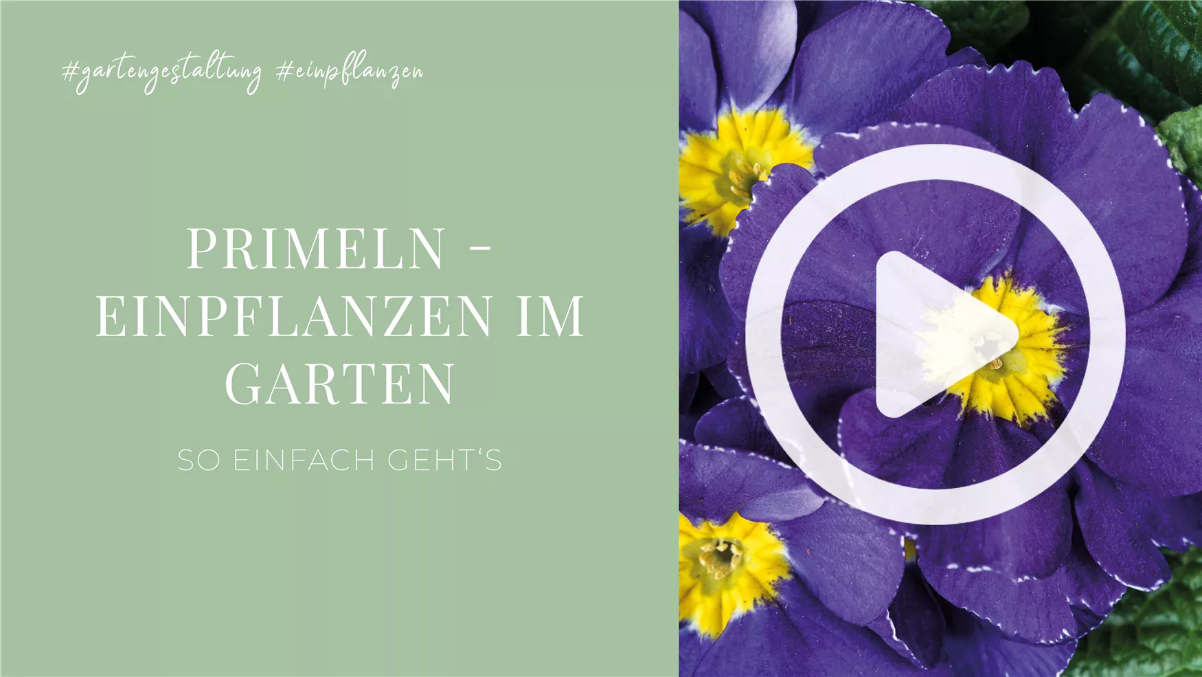 Primeln - Einpflanzen im Garten Primeln - Einpflanzen im Garten