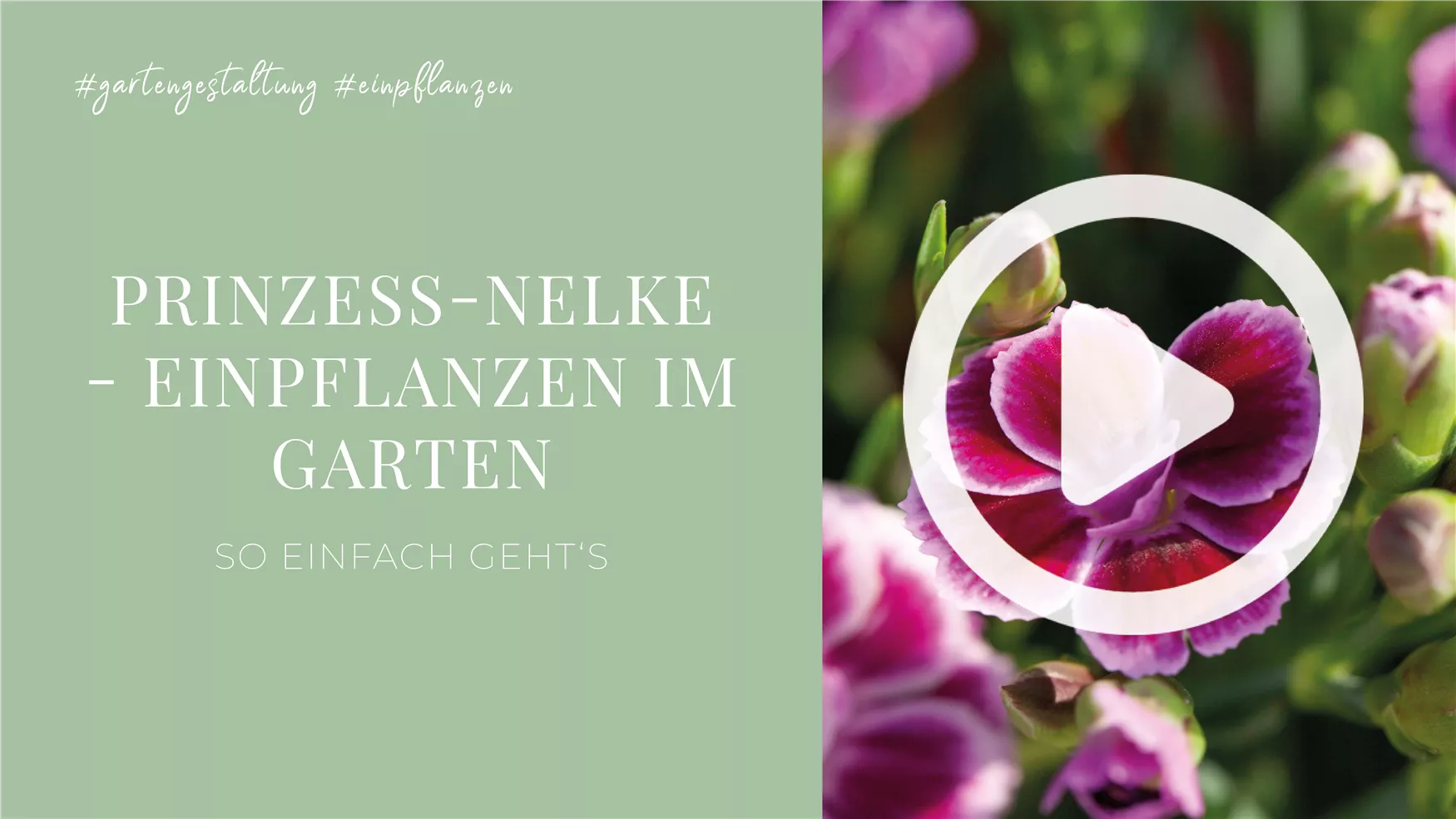 Prinzess-Nelke - Einpflanzen im Garten Prinzess-Nelke - Einpflanzen im Garten