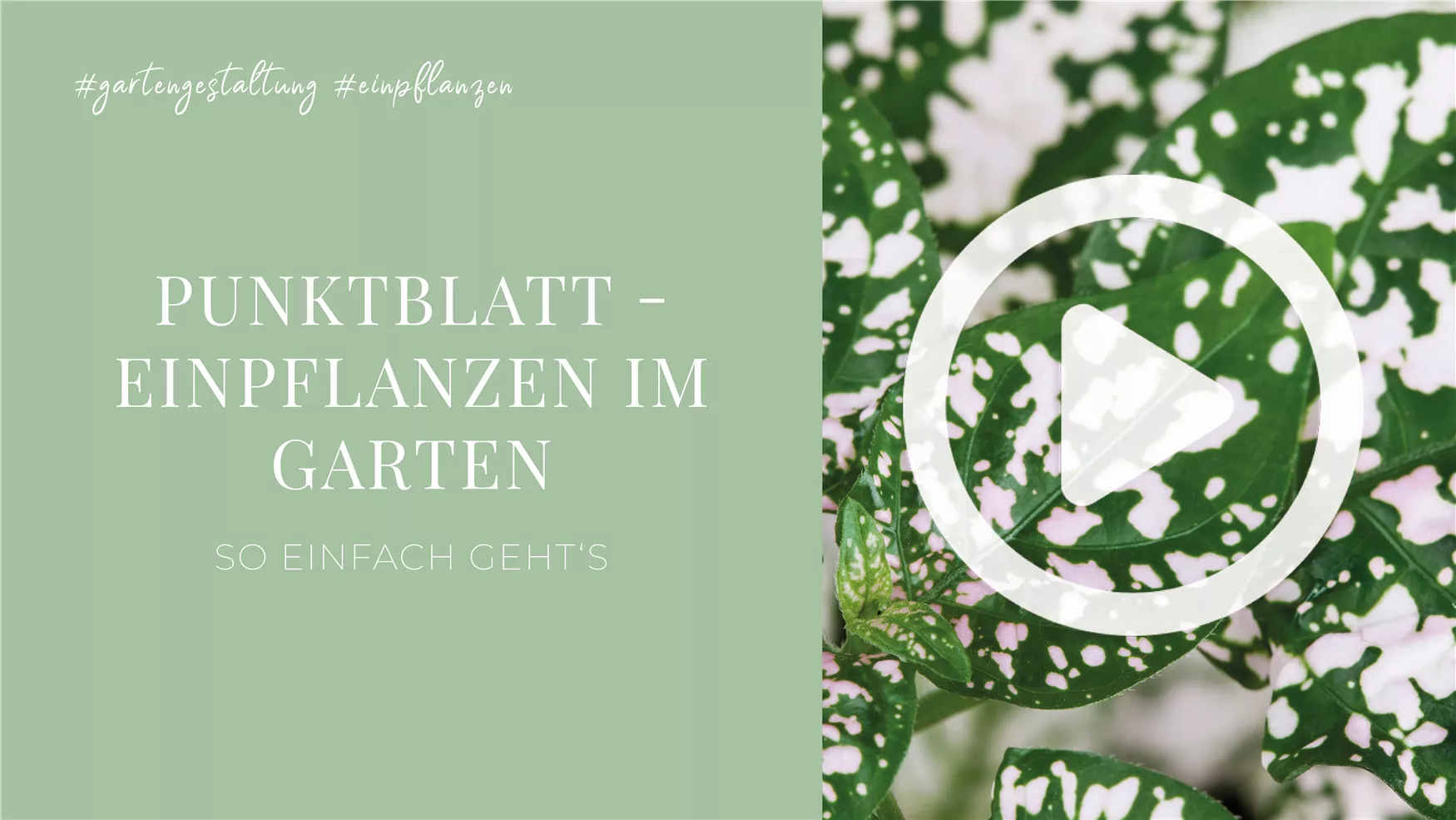 Punktblatt - Einpflanzen im Garten Punktblatt - Einpflanzen im Garten