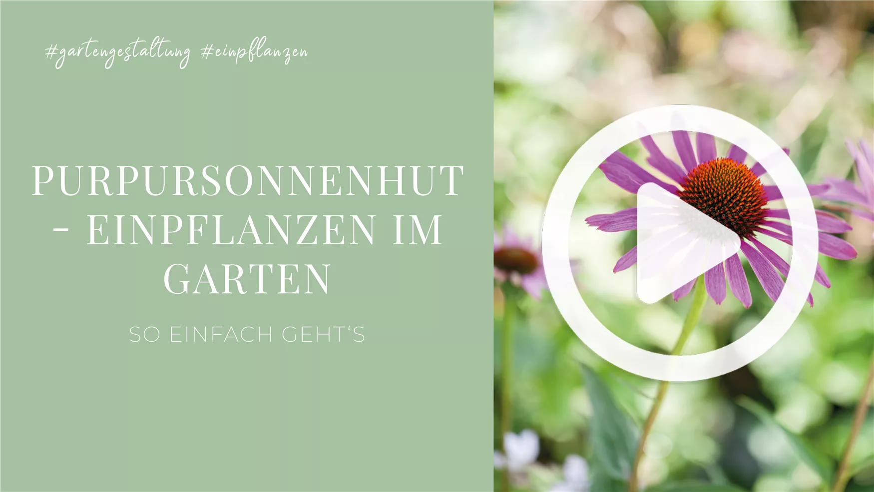 Purpursonnenhut - Einpflanzen im Garten Purpursonnenhut - Einpflanzen im Garten