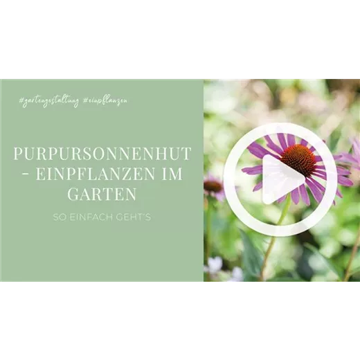 Purpursonnenhut - Einpflanzen im Garten Purpursonnenhut - Einpflanzen im Garten