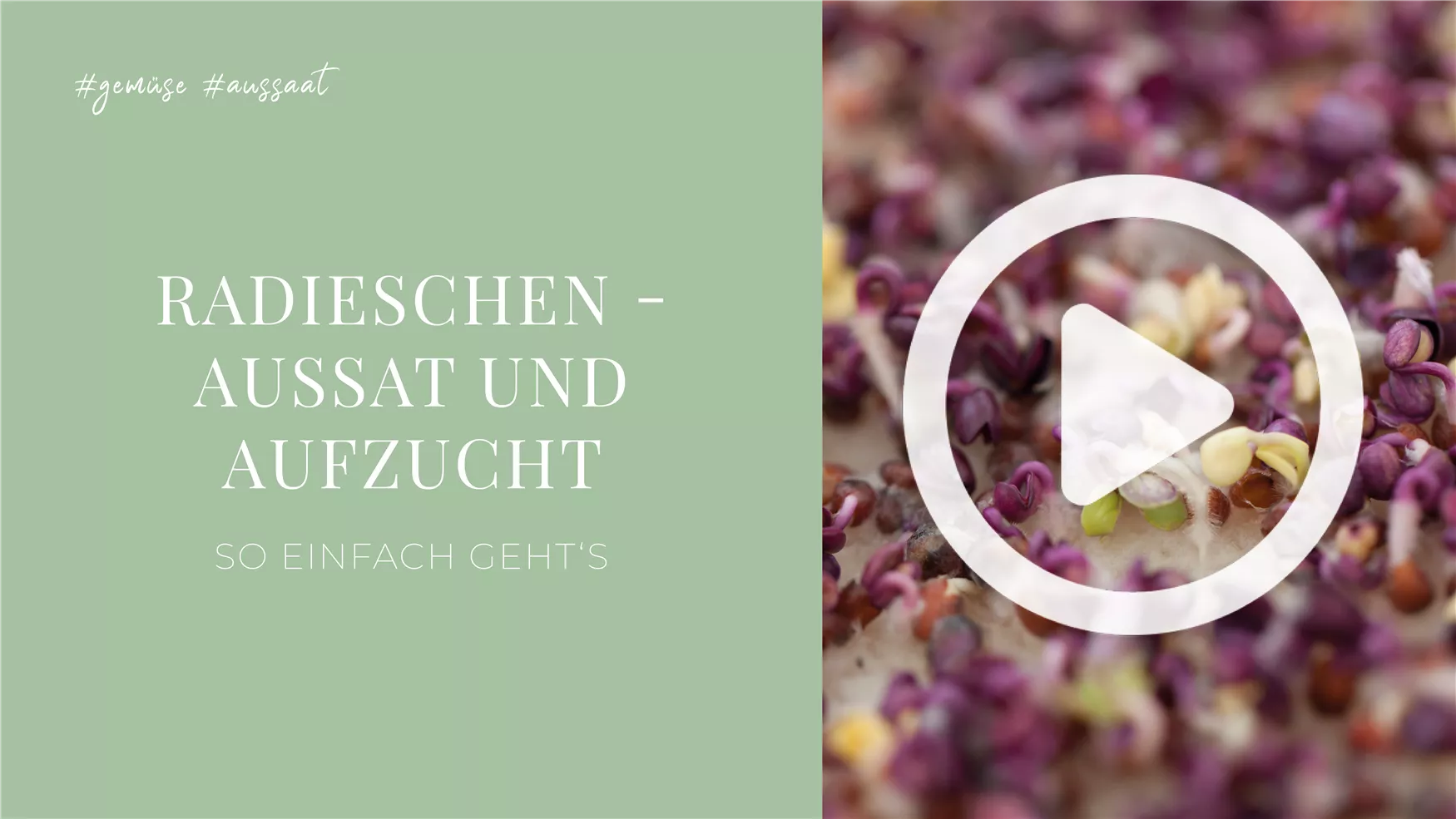 Radieschen - Aussat und Aufzucht Radieschen - Aussat und Aufzucht