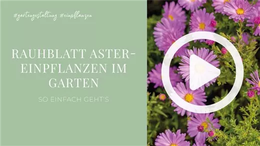 Rauhblatt Aster- Einpflanzen im Garten