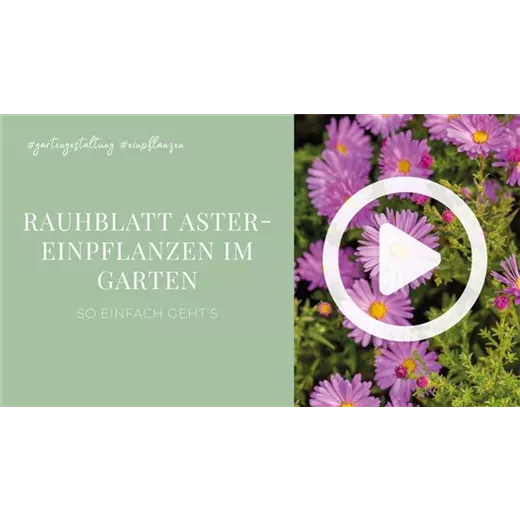 Rauhblatt Aster- Einpflanzen im Garten Rauhblatt Aster- Einpflanzen im Garten