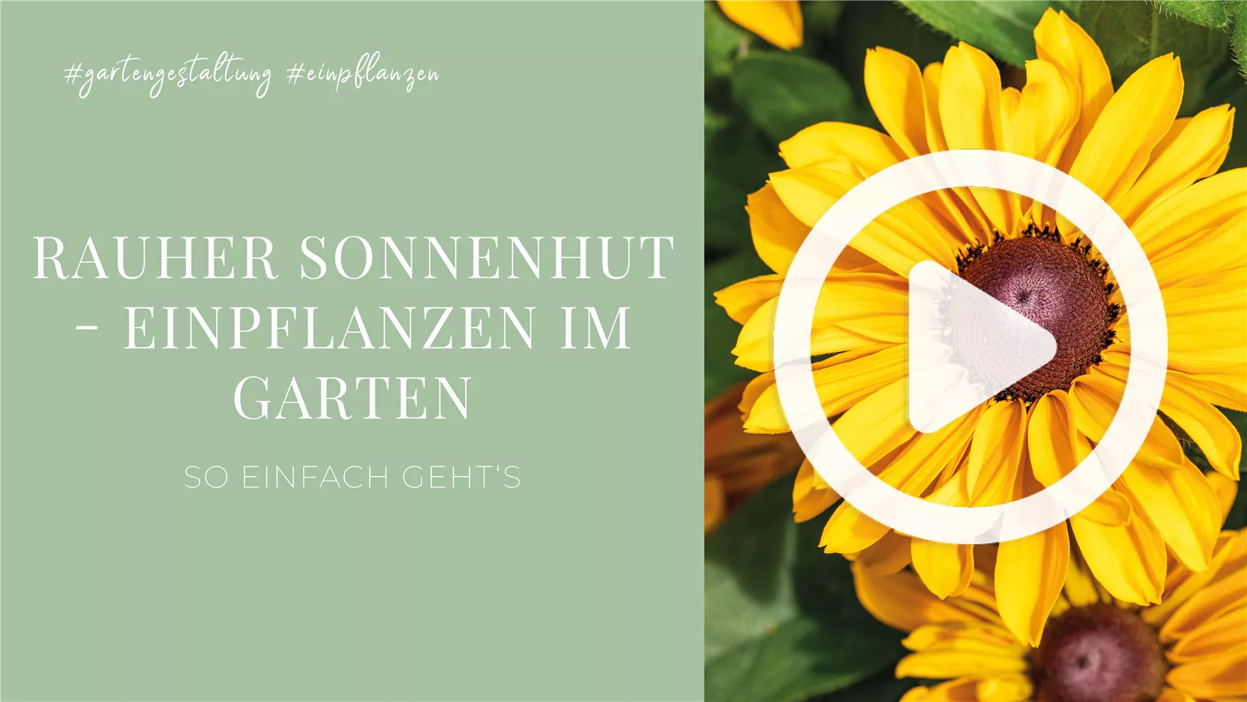 Rauher Sonnenhut - Einpflanzen im Garten Rauher Sonnenhut - Einpflanzen im Garten