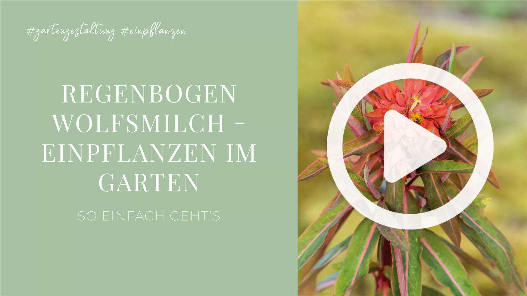 Regenbogen Wolfsmilch - Einpflanzen im Garten Regenbogen Wolfsmilch - Einpflanzen im Garten