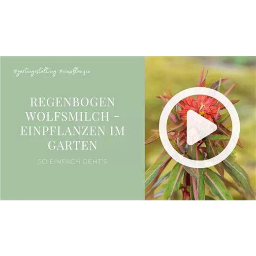 Regenbogen Wolfsmilch - Einpflanzen im Garten Regenbogen Wolfsmilch - Einpflanzen im Garten