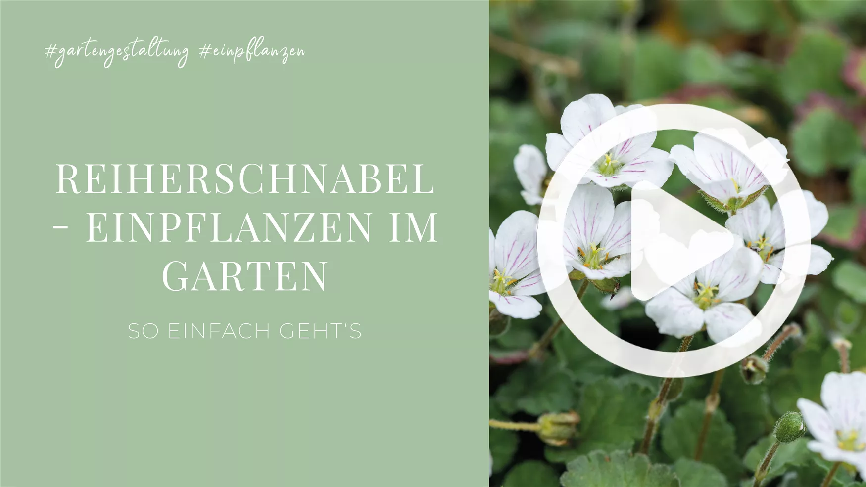 Reiherschnabel - Einpflanzen im Garten Reiherschnabel - Einpflanzen im Garten