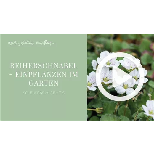 Reiherschnabel - Einpflanzen im Garten Reiherschnabel - Einpflanzen im Garten
