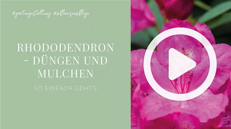Rhododendron - Dngen und Mulchen