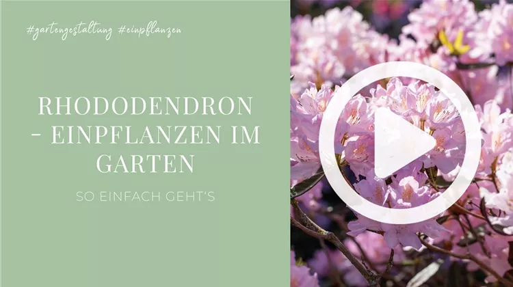 Rhododendron - Einpflanzen im Garten