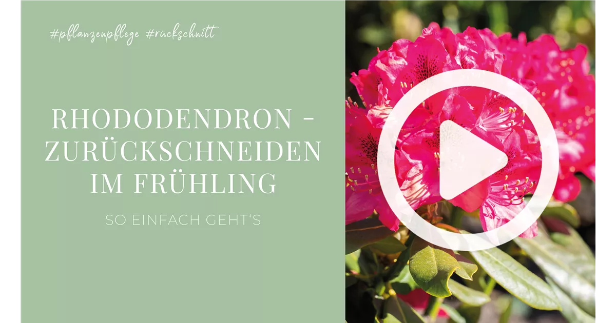 Rhododendron - Zurckschneiden im Frhling