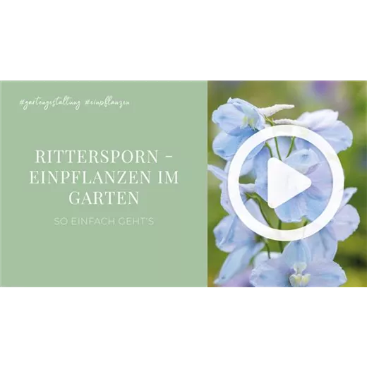 Rittersporn . Einpflanzen im Garten Rittersporn . Einpflanzen im Garten