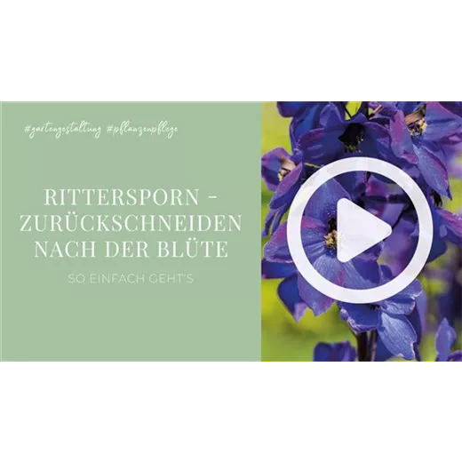 Rittersporn - Zurückschneiden nach der Blüte Rittersporn - Zurückschneiden nach der Blüte