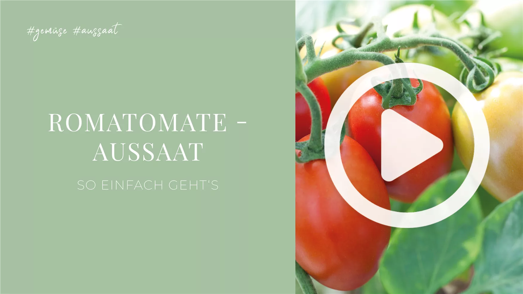 Romatomate - Aussaat Romatomate - Aussaat