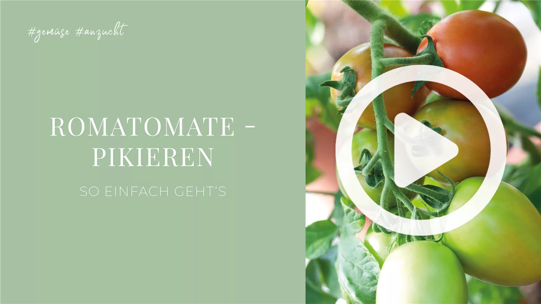 Romatomate - Pikieren Romatomate - Pikieren