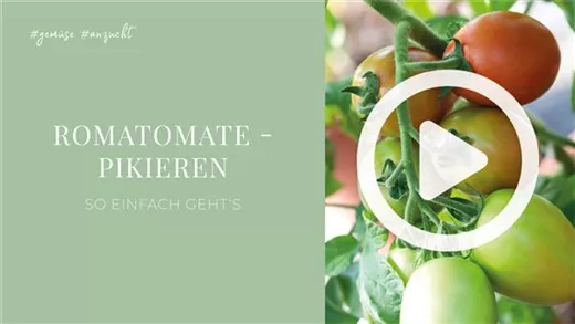 Romatomate - Pikieren