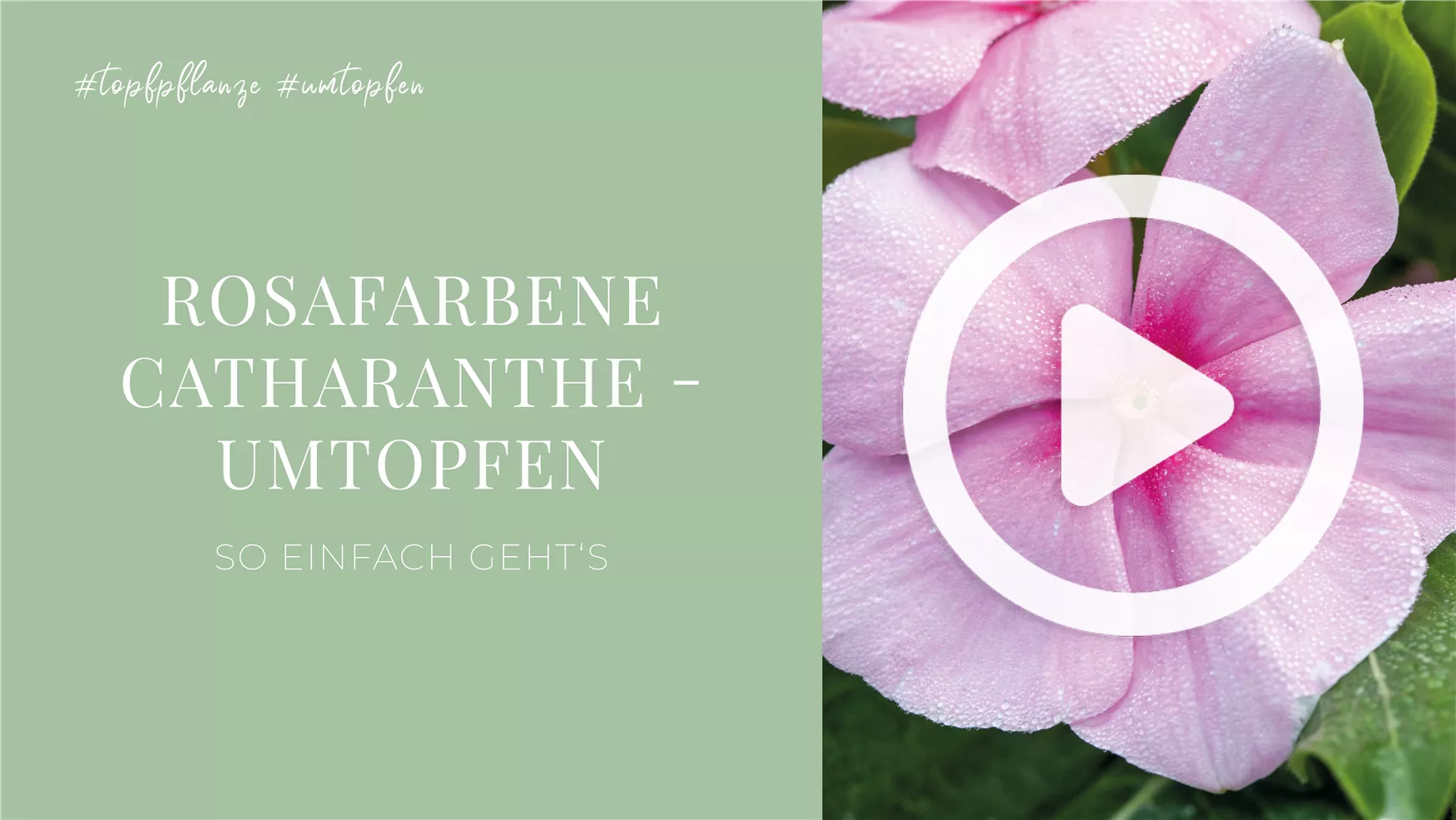 Rosafarbene Catharanthe - Umtopfen Rosafarbene Catharanthe - Umtopfen