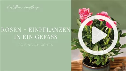 Rosen - Einpflanzen in ein Gefäß Rosen - Einpflanzen in ein Gefäß
