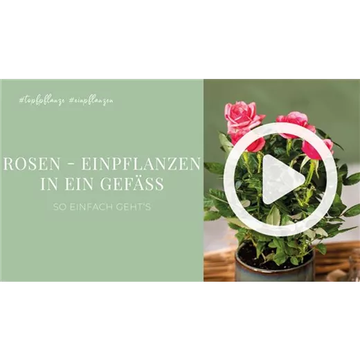 Rosen - Einpflanzen in ein Gefäß Rosen - Einpflanzen in ein Gefäß