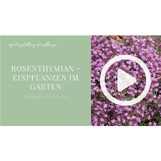 Rosenthymian - Einpflanzen im Garten Rosenthymian - Einpflanzen im Garten