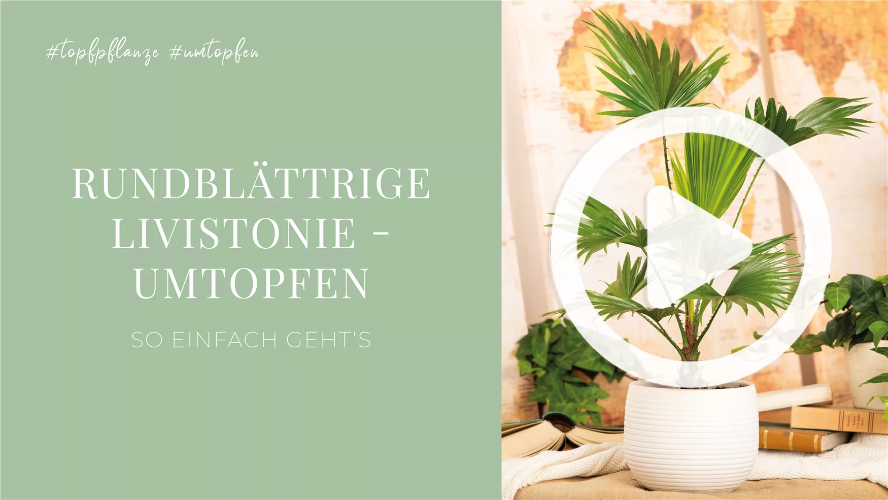 Rundblättrige Livistonie - Umtopfen Rundblättrige Livistonie - Umtopfen