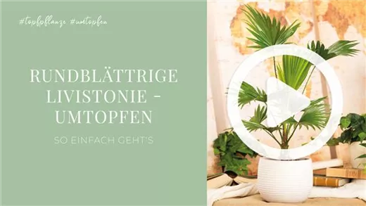 Rundblättrige Livistonie - Umtopfen