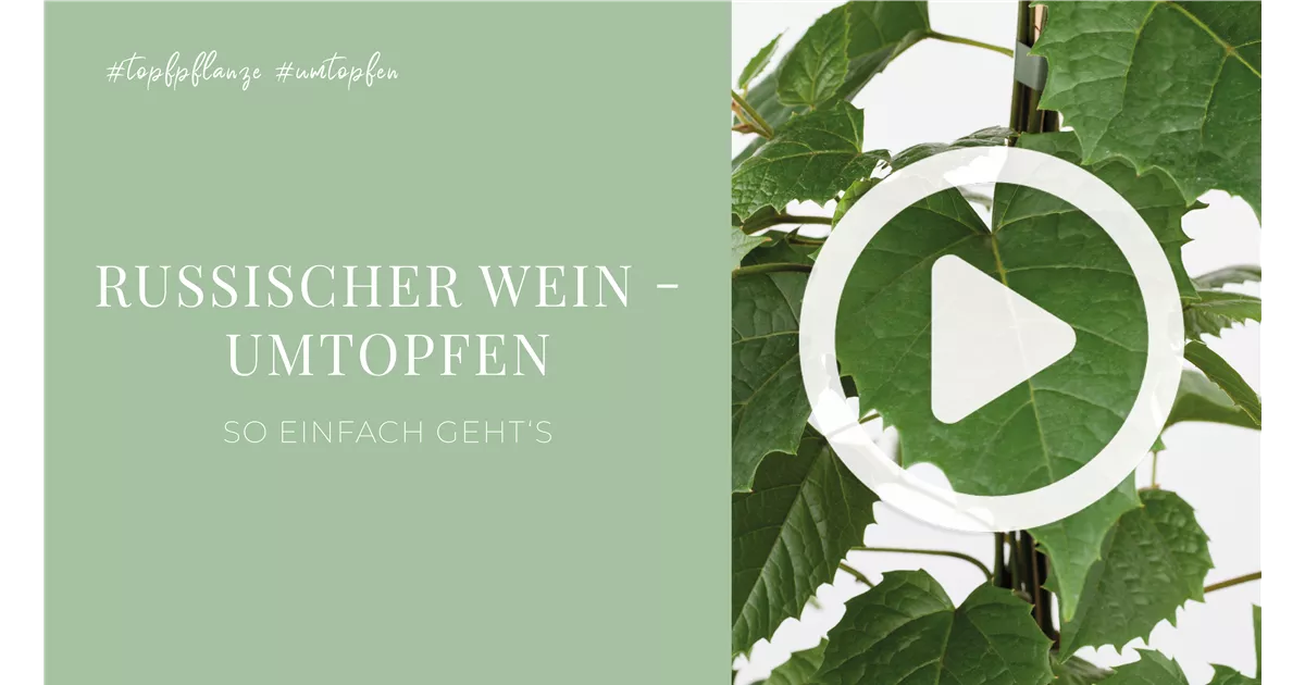 große tropische zimmerpflanzen Bananenpflanze Musa – 140cm hoch – Ø27cm – Große tropische Zimmerpflan main image 0