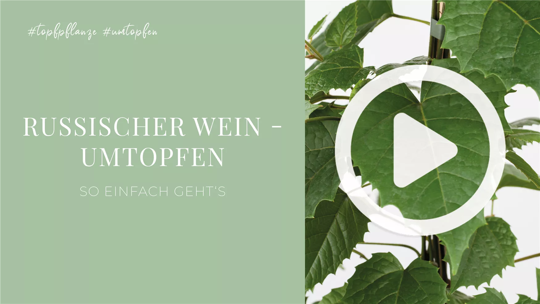 Russischer Wein - Umtopfen Russischer Wein - Umtopfen