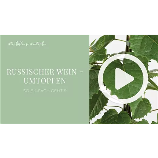 Russischer Wein - Umtopfen Russischer Wein - Umtopfen