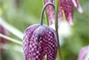 Gewöhnliche Schachblume