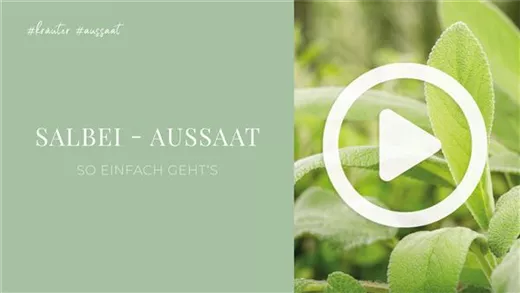 Salbei - Aussaat