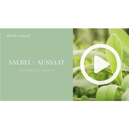 Salbei - Aussaat Salbei - Aussaat