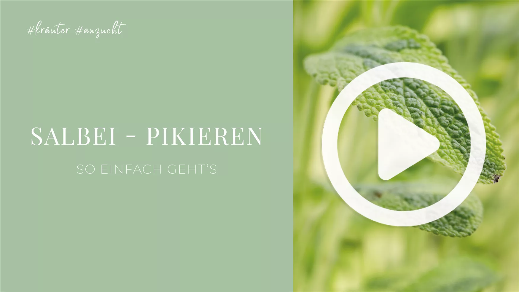 Salbei - Pikieren Salbei - Pikieren