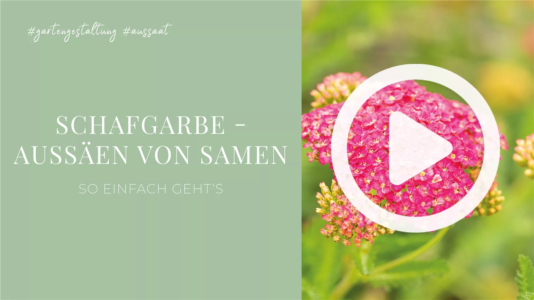 Schafgarbe - Aussäen von Samen Schafgarbe - Aussäen von Samen