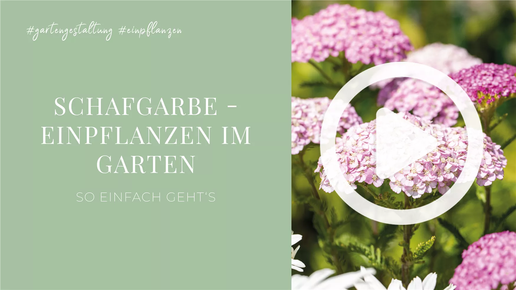 Schafgarbe - Einpflanzen im Garten Schafgarbe - Einpflanzen im Garten