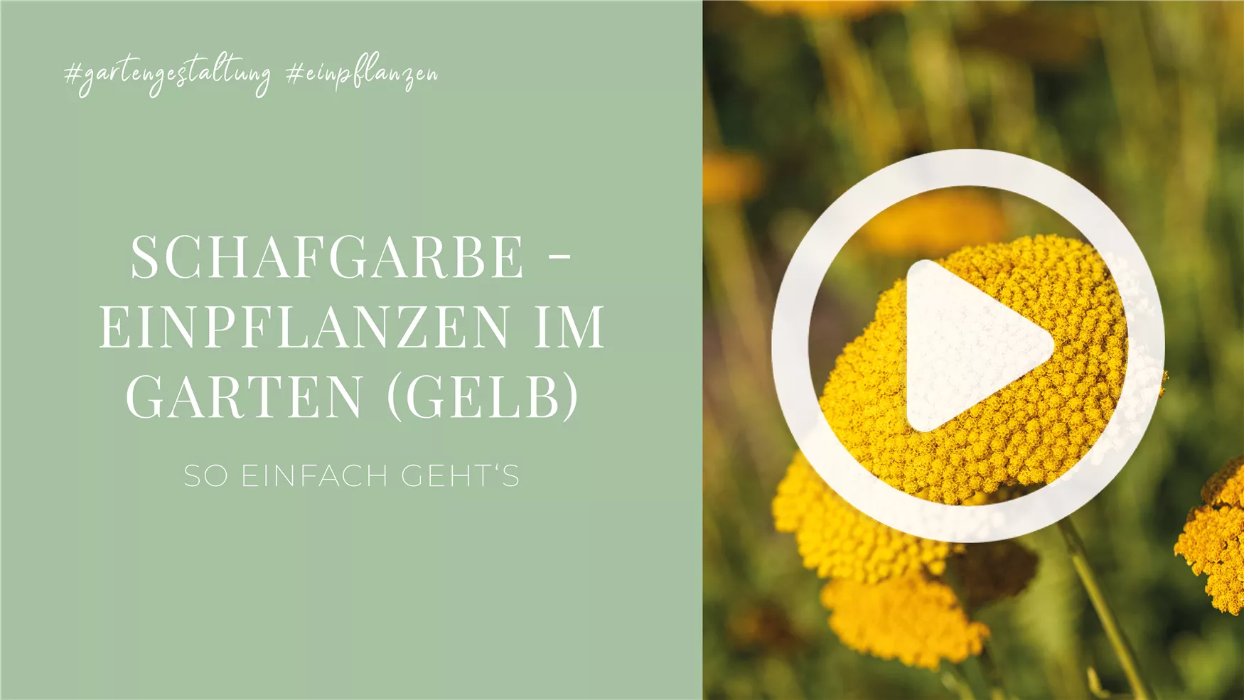 Schafgarbe - Einpflanzen im Garten (gelb) Schafgarbe - Einpflanzen im Garten (gelb)