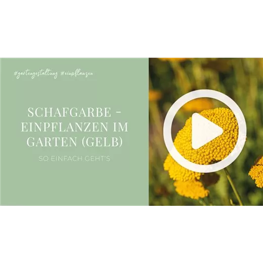 Schafgarbe - Einpflanzen im Garten (gelb) Schafgarbe - Einpflanzen im Garten (gelb)